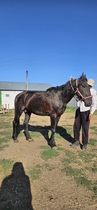 Продам лошадь, жеребец, ат, айгыр