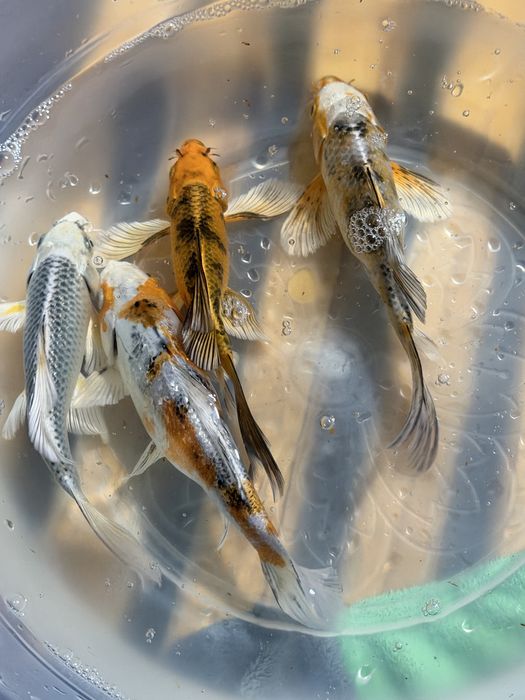 Рыбы коя Продажа