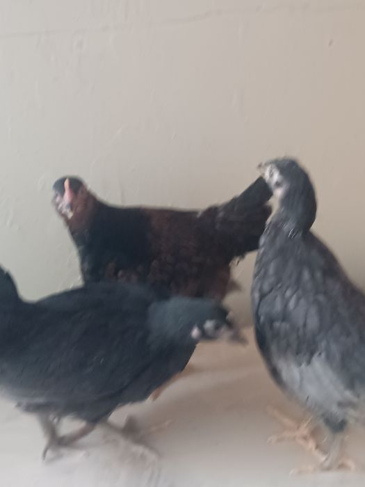 Цыплята.  балапан