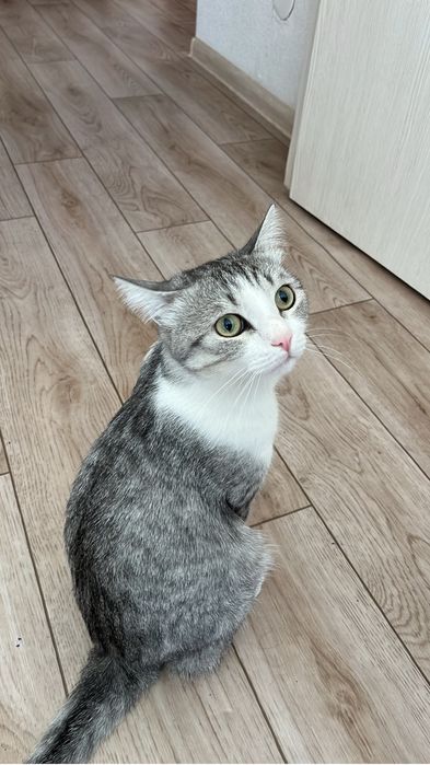 Отдам в хорошие руки котенка