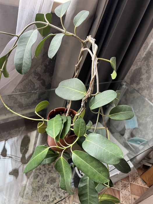 Продам цветы  можно на подарок