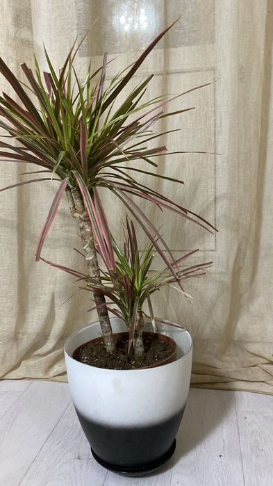 Продам ковры и дорожки