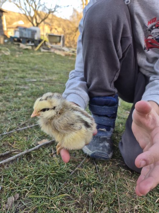 Pui găină rasă mixtă