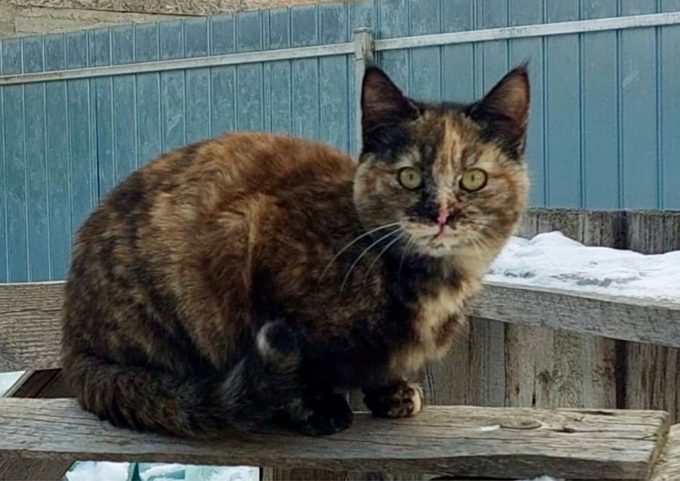 Pui de pisica adoptie