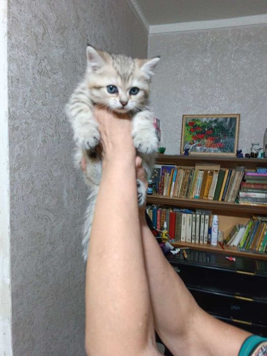 Скотиш Страйт, Кошка, Котенок