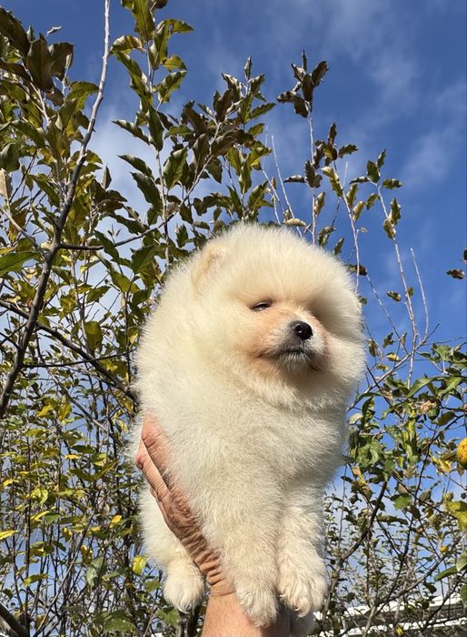 Продавам померан - възможна доставка