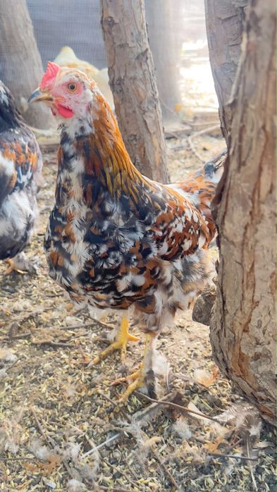 Продам курей Брамы
