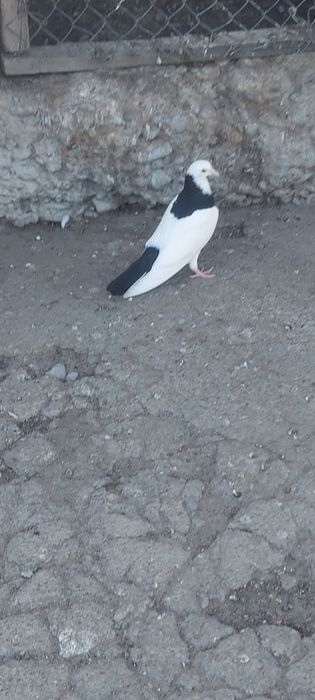 Чернашейка маладой самка