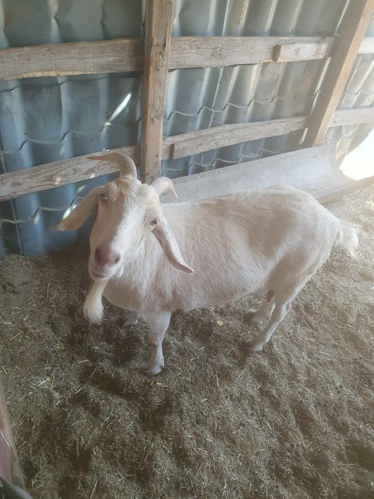Продам дойную козу