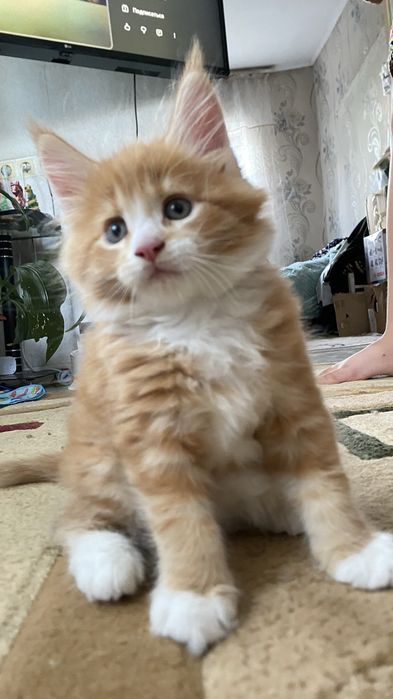 Продам котят Мэйн Кунов