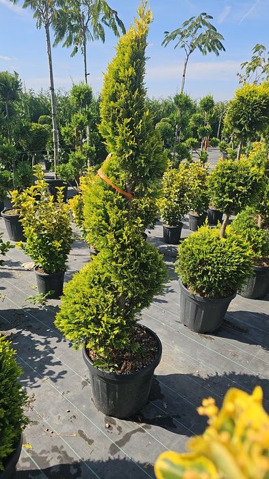 Pon pon  - Spurale  - Iarba de pampas  - Enupar