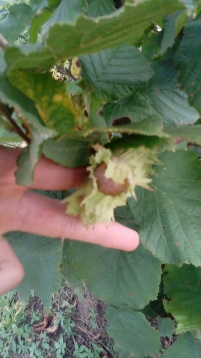 Alune si puieti de alun