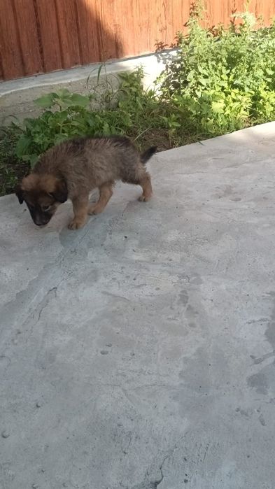Продам игривого щенка
