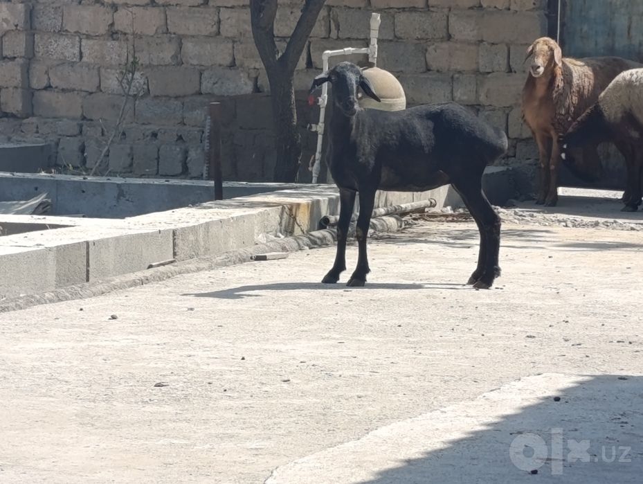 Куй ку́й qöy qoy бугоз ёш солик куй 1 Чи тугишга
