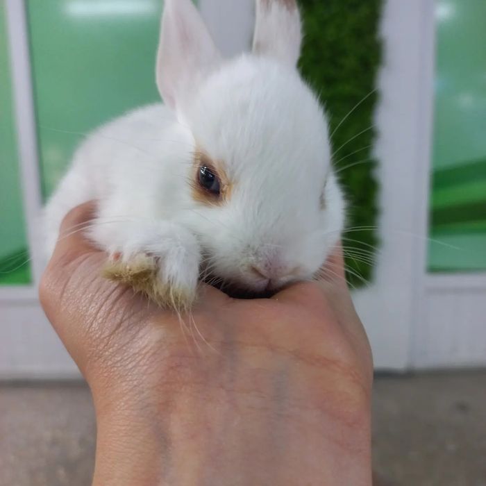 Кролики декоративные