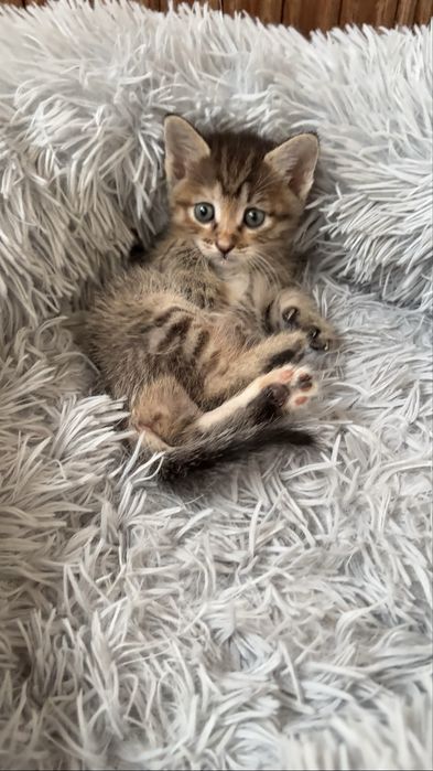 Котенок в добрые руки
