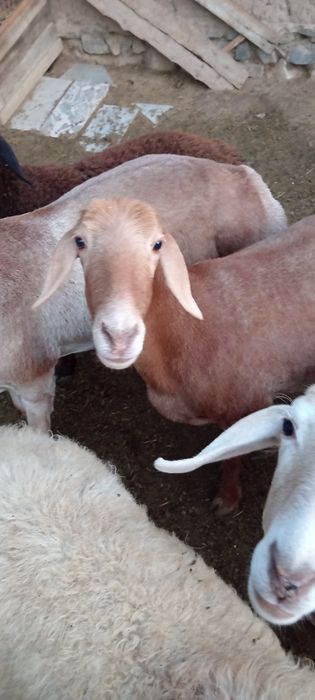 Арашан авгон гибрид совлик, куй