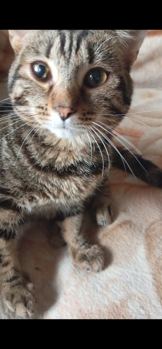 Шотландский кот подросток