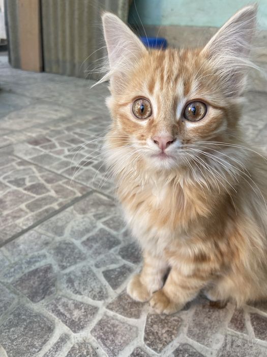 бесплатно уличные котята