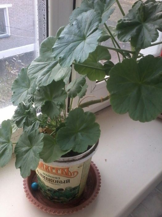 герань ,цветет круглый год