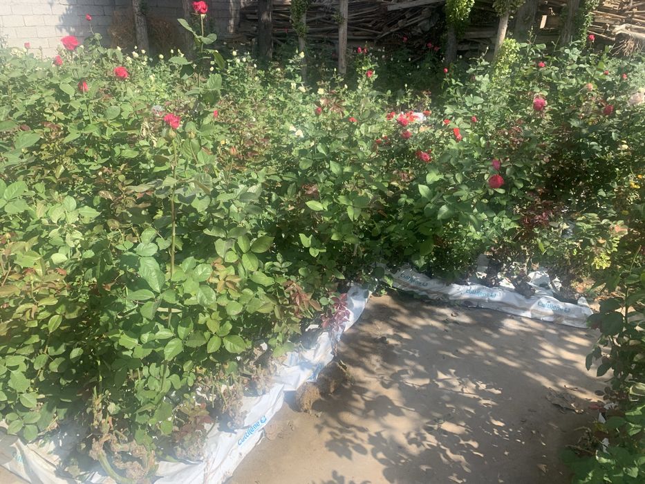 атиргул кучатлар сотилади келишилган нархларда