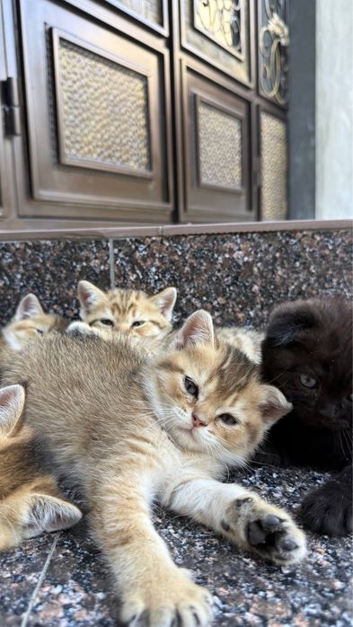 Продается миленькие котята