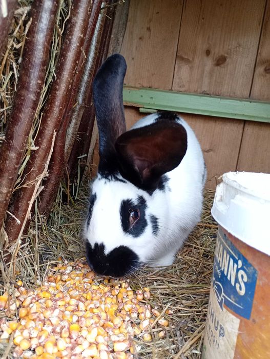 Vând iepuroaica tanara