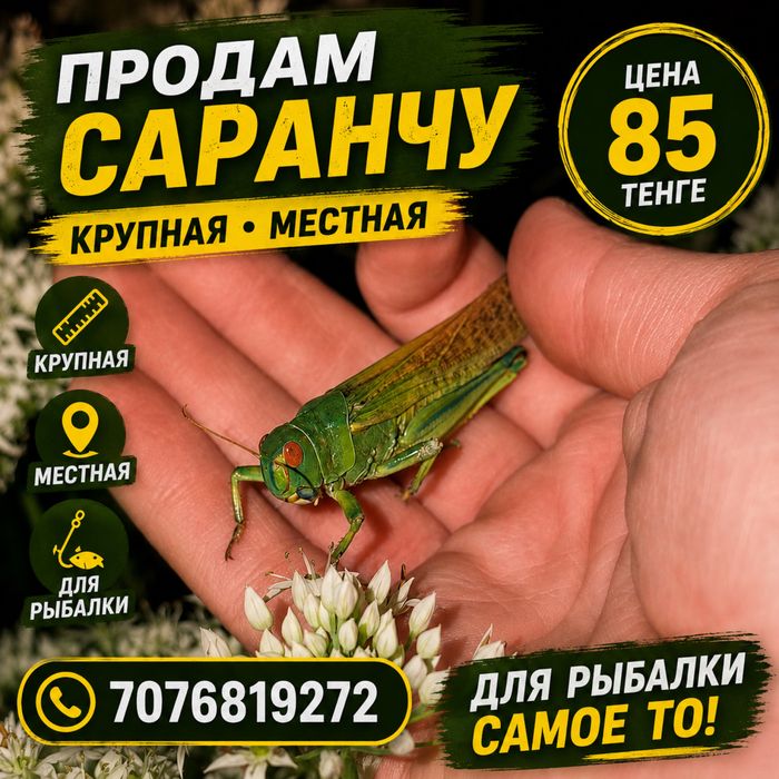 Продам саранчу местная