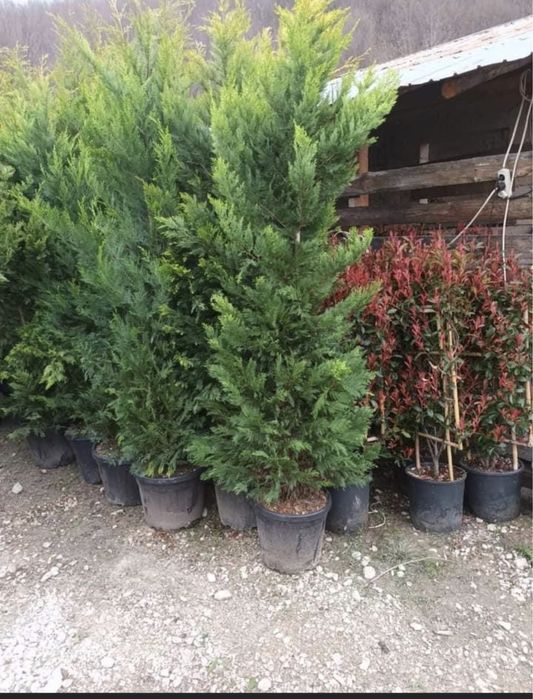 Plante ornamentale aclimatizate