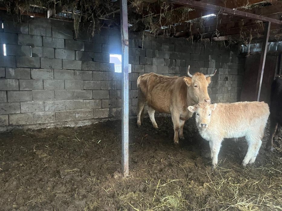 2 бұзаулы сиыр сатылады