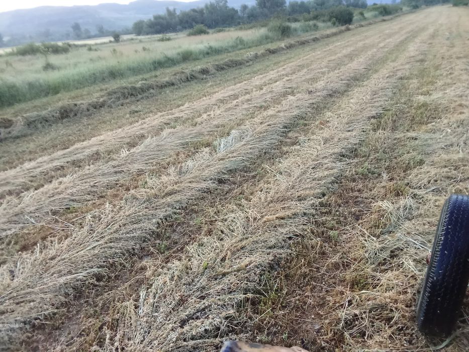 Baloți de lucernă prima coasă