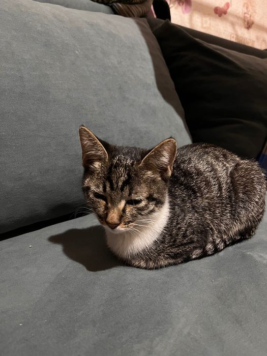 Отдам котенка в добрые руки