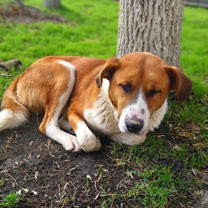 Собака мальчик в добрые руки