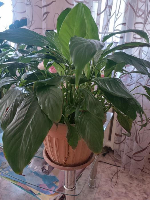 Продам цветы для дома, офиса