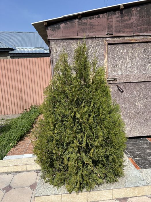 Елка туя 2 метра