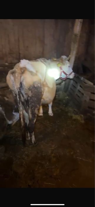 Vand sau schimb vaca