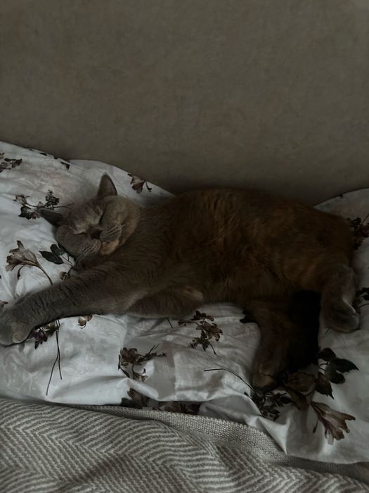 отдам кошку в добрые руки