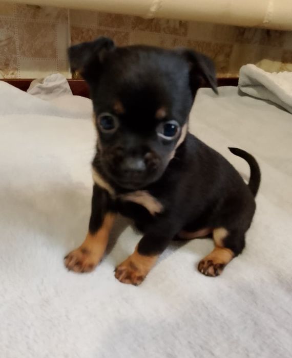 Щенок породы пинчер продам.