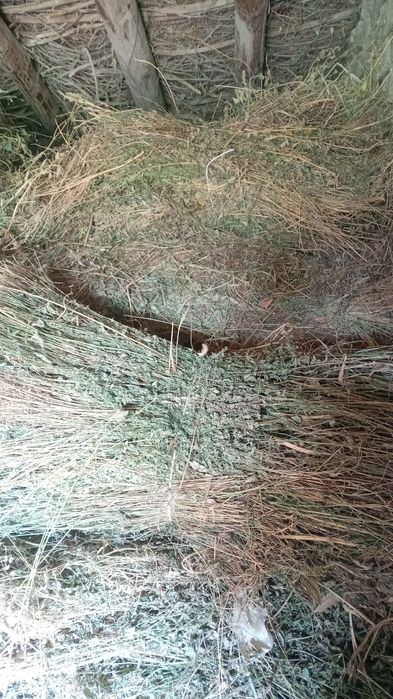 Boglangan beda sotiladi