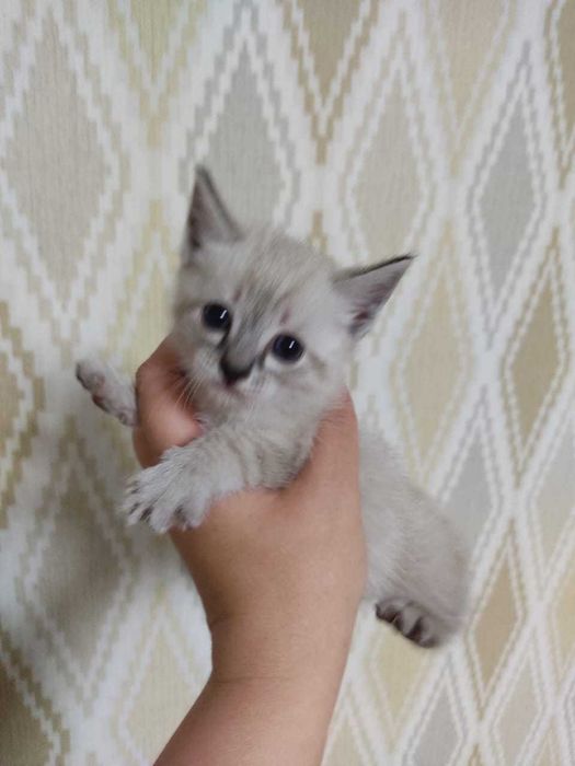 Отдам котят в добрые руки