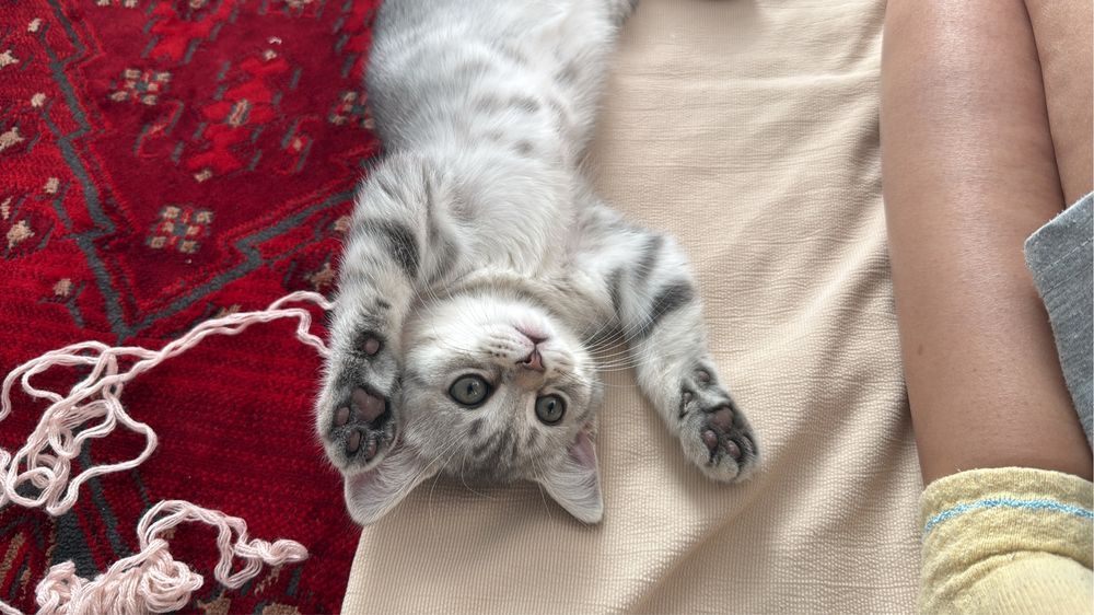 Британец котенок мальчик