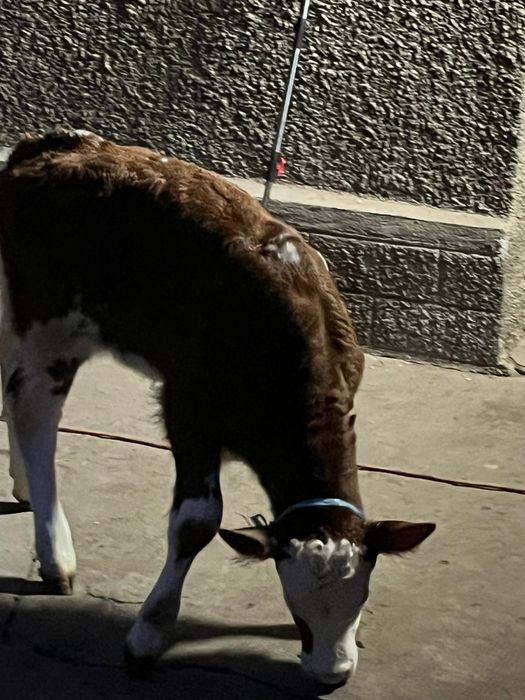 Vând o vitea baltata