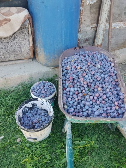 Pune de vânzare sau schimb cu cereale