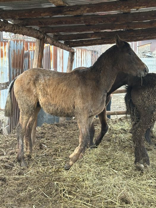 Тай жеребчик лошадь  тай