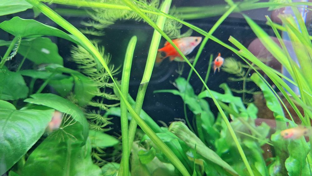 Schimb pești platty + o zebră voalată, cu masculi de guppy sau creveți