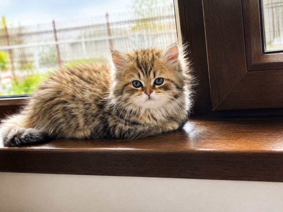 British silver shorthair si tabby longhair