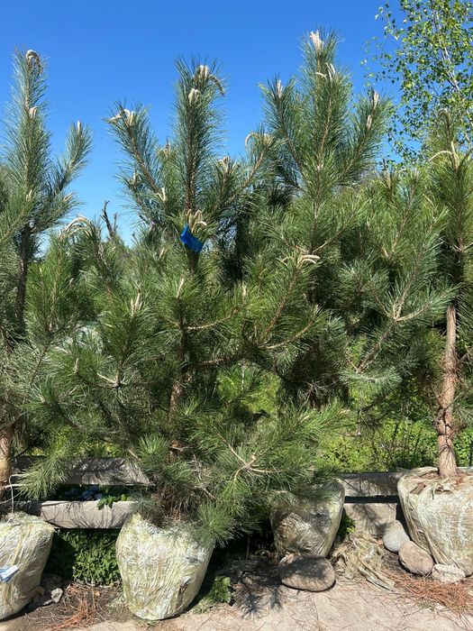 Сосна крымская 2,7-3метр