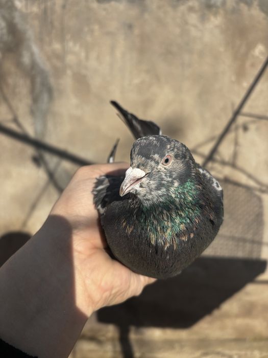 Голуби бакинц самка самец пара