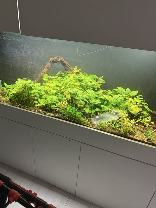 Аквариумное растение анубиас