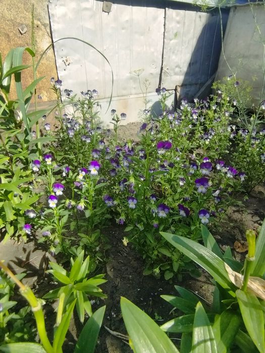 Продам корни лилий